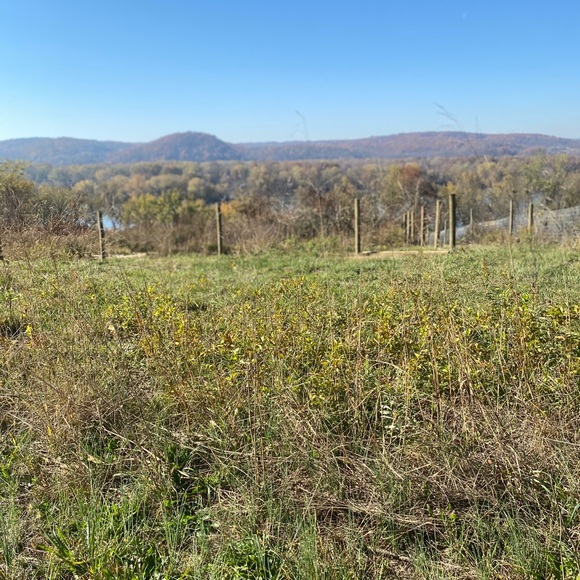 Meet your Posher, Ruby - Picture 1 of 1